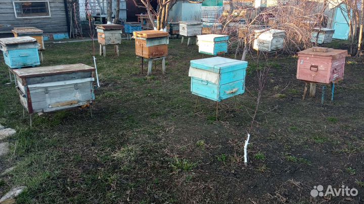 Продам пчелосемьи