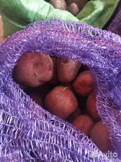 Продам картофель домашний