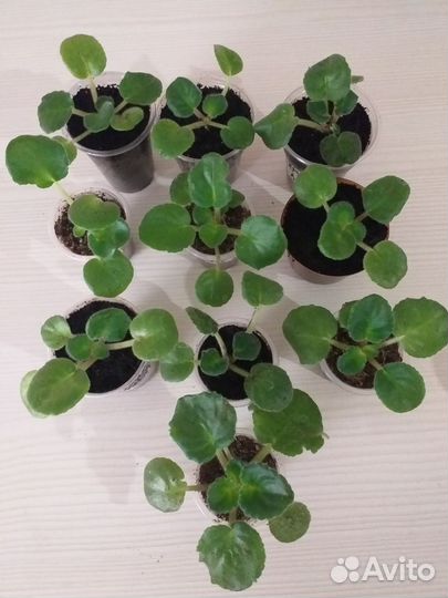 Фиалка лф-Горный Хрусталь (детки)