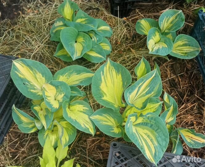 Хоста Great Expectations