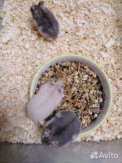 Джунгарский хомяк