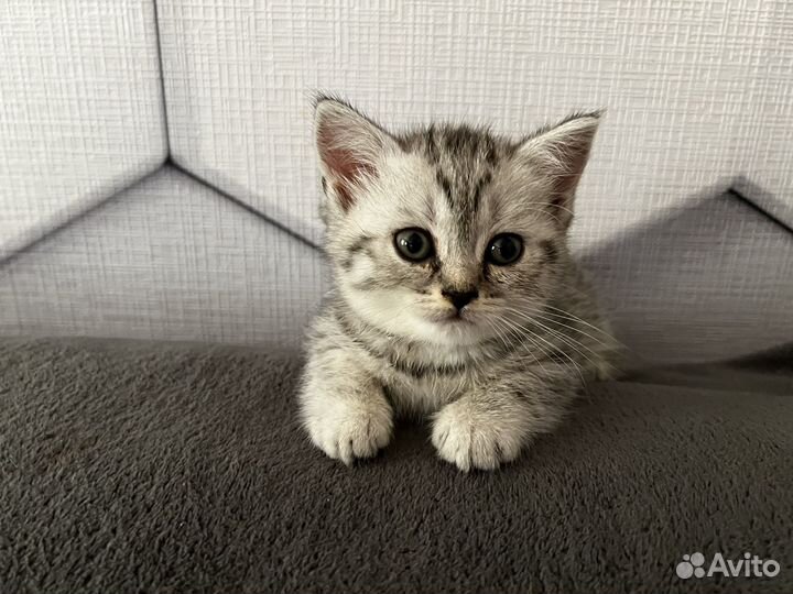 Шотладские котята