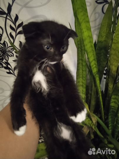 Кошка в дар бесплатно