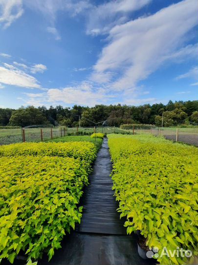 Декоративные растения