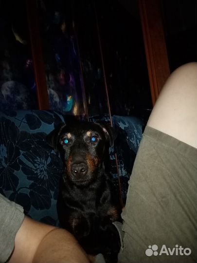 Ягдтерьер Вязка