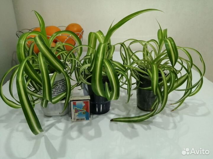 Хлорофитум кудрявый