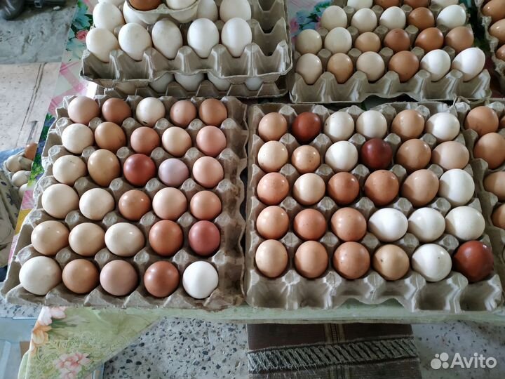 Инкубационное яйцо породных кур