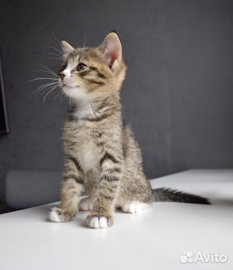 Котята отдам в добрые руки бесплатно