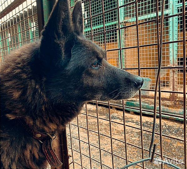 Помогите с выгулом или заберите Брэнду домой