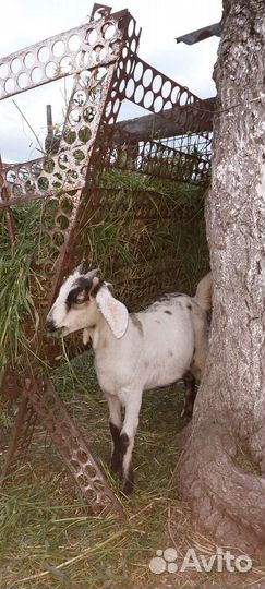 Козы Альпийка и нубийка