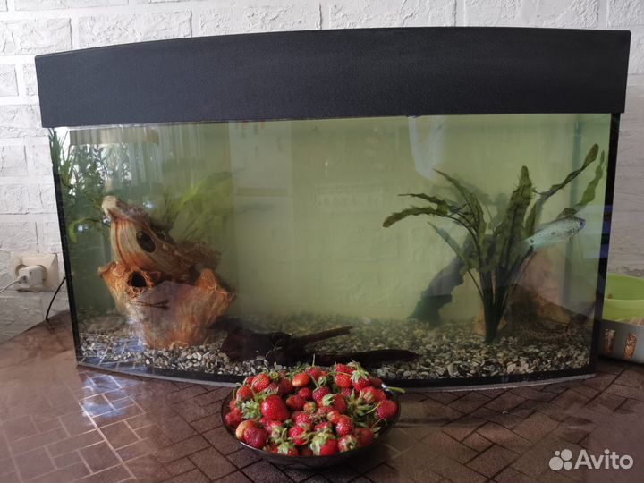 Аквариум