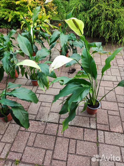 Спатифиллум (женское счастье)