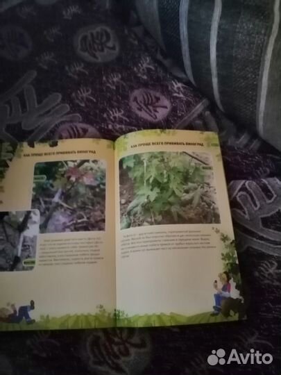 Как проще всего прививать виноград