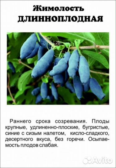 Жимолость садовая