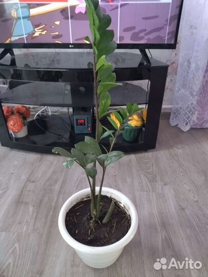 Домашние цветы