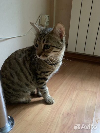 Кошка