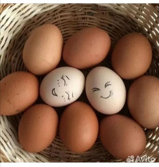 Домашние куриные яйца