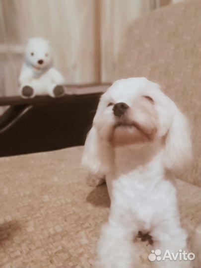 Квартирная VIP передержка животных