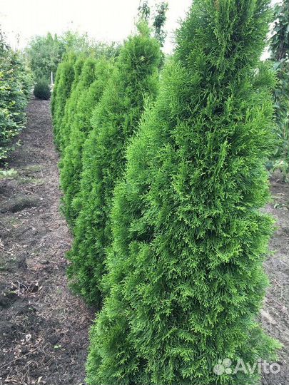 Туя западная Смарагд, крупномер