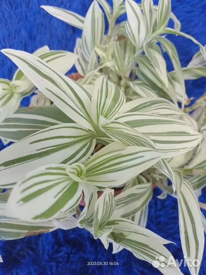 Традесканция белая