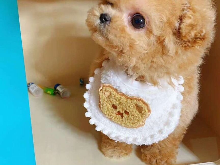 Тикап тедди пудель Мия, teacup teddy poodle