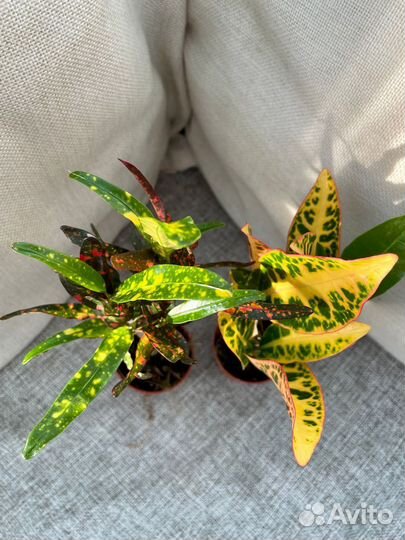 Кротон или кодиум