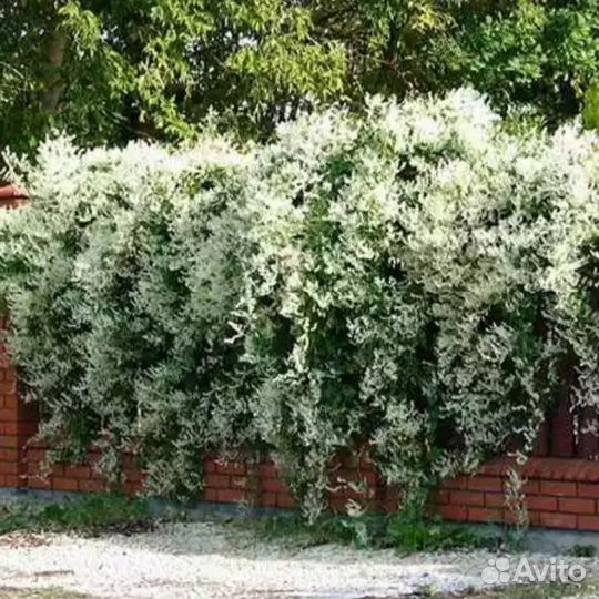 Горец Вьющийся Ауберта саженцы в горшочках