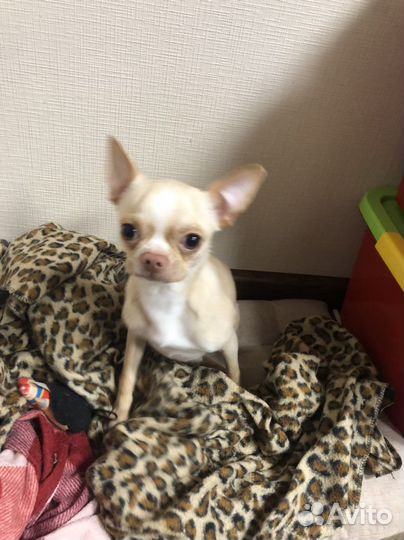 Ищем невесту