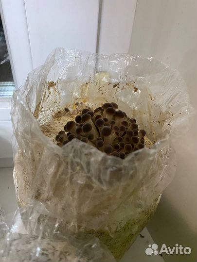 Летний опёнок