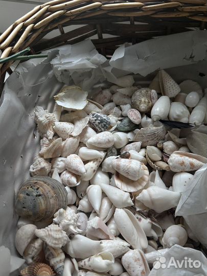 Ракушки маленькие и большие для рукоделия/декора