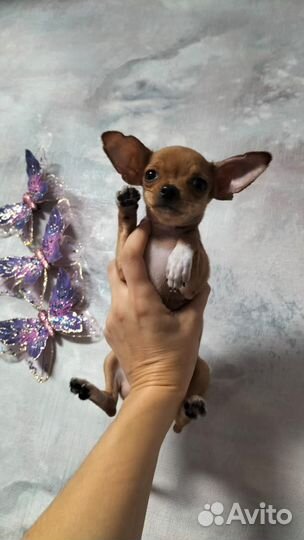Чихуахуа мини