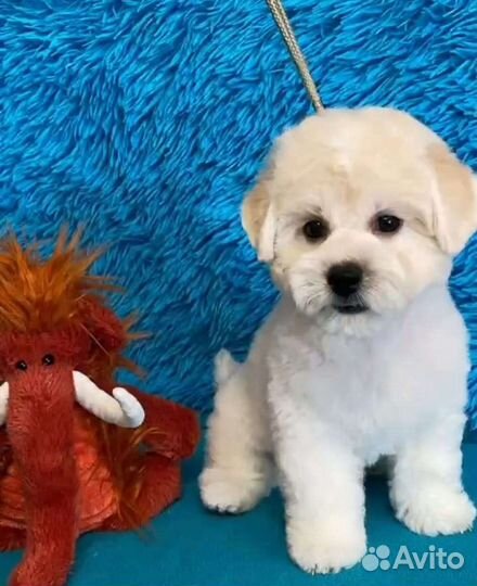 Болонка пудель