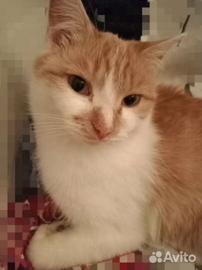 Кот в дар
