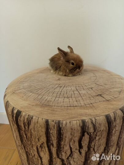 Декоративные кролики