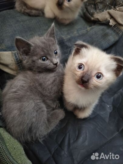 Котята в добрые руки