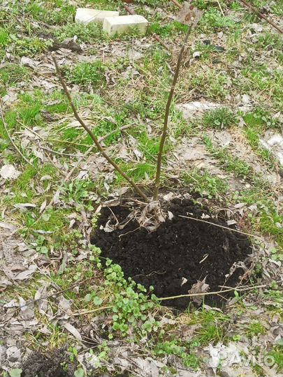 Грецкий орех саженцы