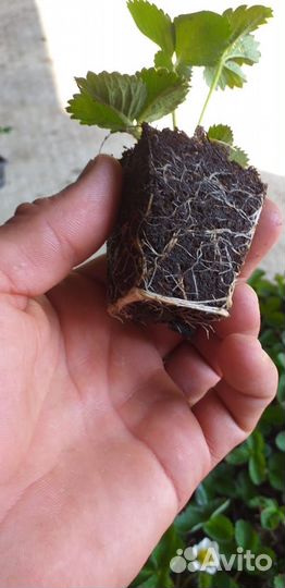 Саженцы клубники, фриго