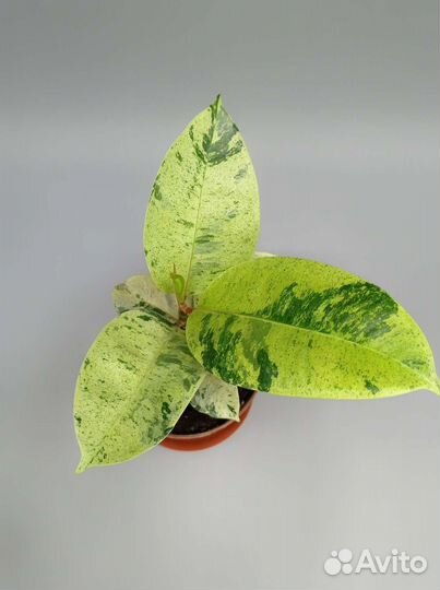Вариегатный фикус Шривериана