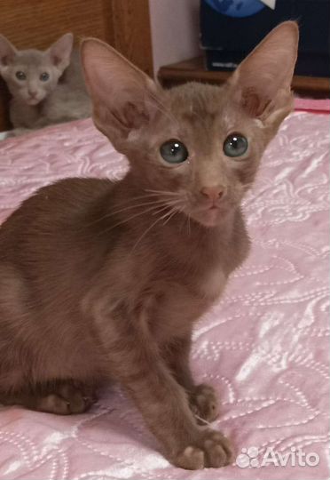 Ориентальные котята