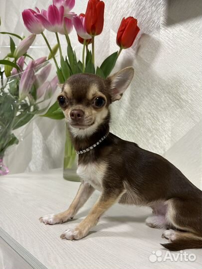 Вязка чихуахуа