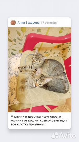 Девочка и мальчик ищут хозяина возможна доставка