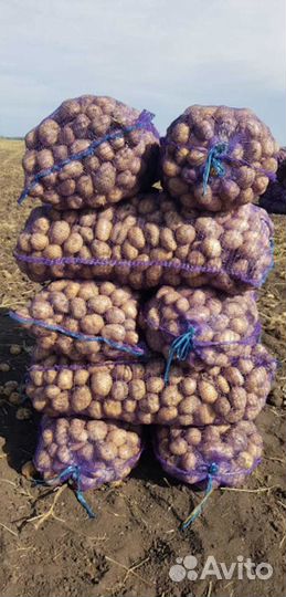 Картофель оптом