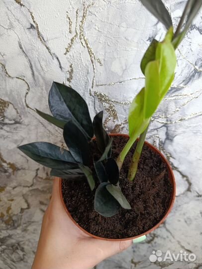 Замиокулькас Равен чёрный