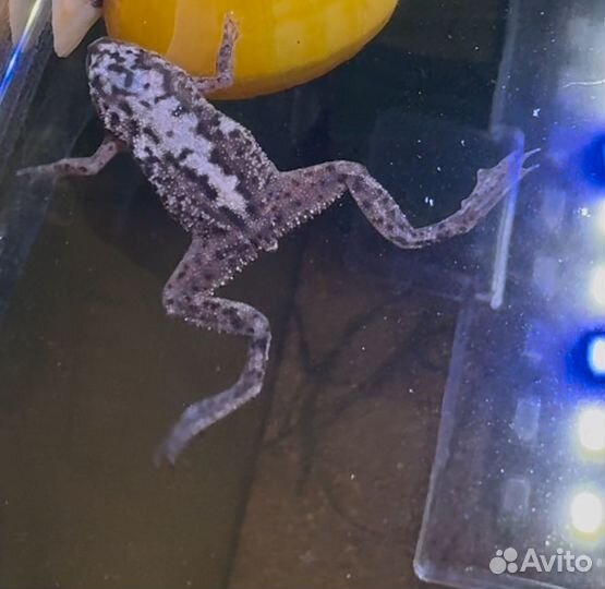 Карликовая лягушка бесплатно 2шт