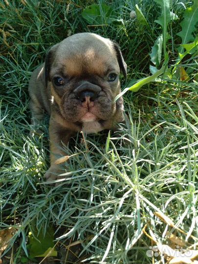 Французский бульдог