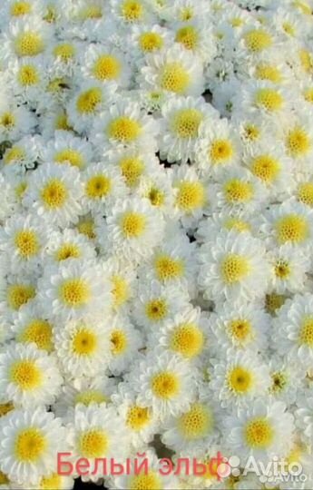 Хризантемы мультифлора