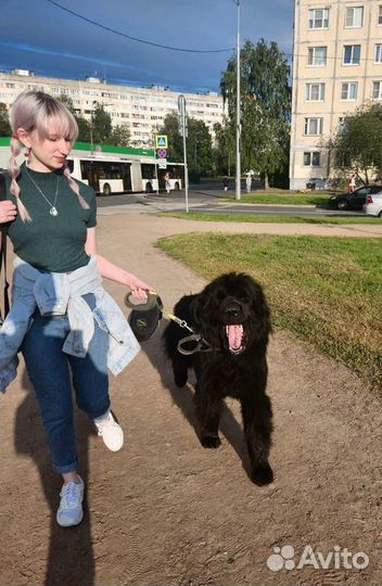 Передержка / выгул / зооняня