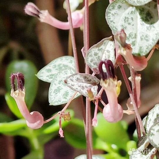 Церопегия вуда. Комнатное растение. Суккуленты