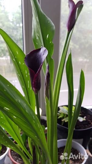 Каллы цветные в горшке
