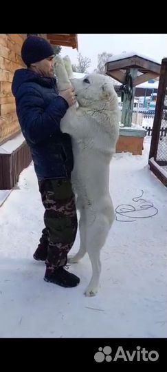 Кабель для вязки алабай